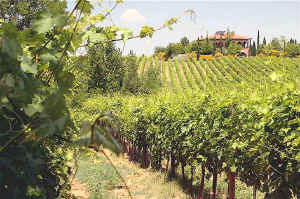 Tuscan vineyard